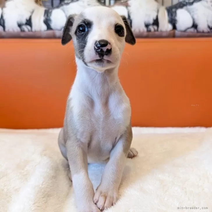 ID:2508-03959の子犬