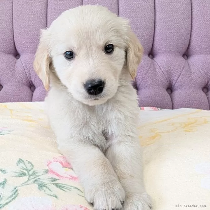 ID：2509-00081の子犬