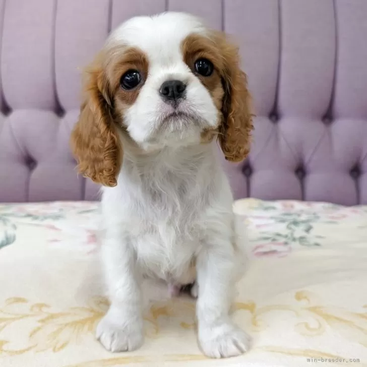 ID：2503-03109の子犬