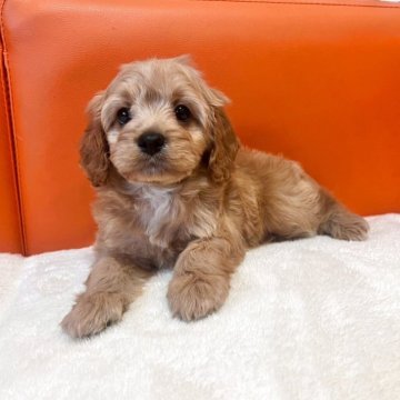 キャバプー(キャバリア×トイプードル)【千葉県・男の子・2025年9月16日・ブラウン】の写真「毛が抜けにくいキャバリア×プードル」