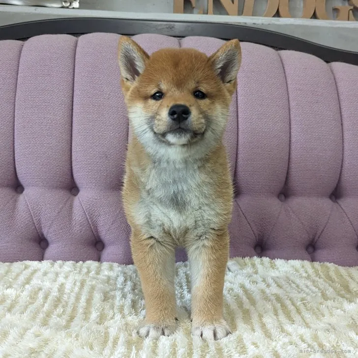 ID：2307-02419の子犬