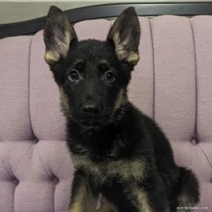 ID：2304-04862の子犬