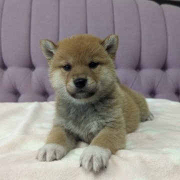 柴犬(標準サイズ)【千葉県・男の子・2023年10月9日・赤】の写真「人懐っこく可愛い仔犬」