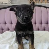 ジャーマン・シェパード・ドッグ【千葉県・男の子・2023年9月5日・ブラックタン】の写真4