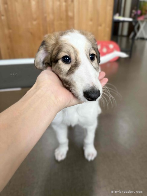 工藤明美ブリーダーのブログ：ボルゾイちゃんデビュー！