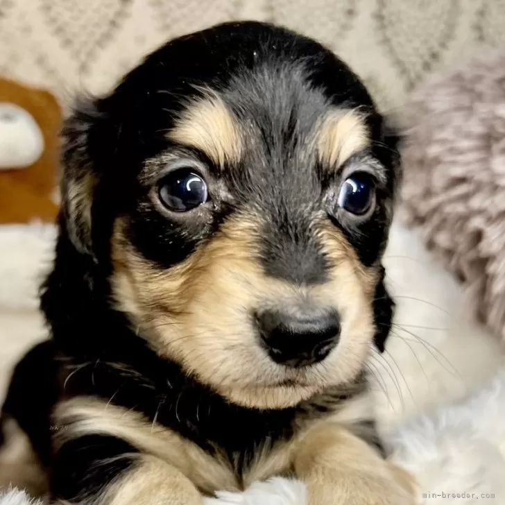 ID:2503-00577の子犬