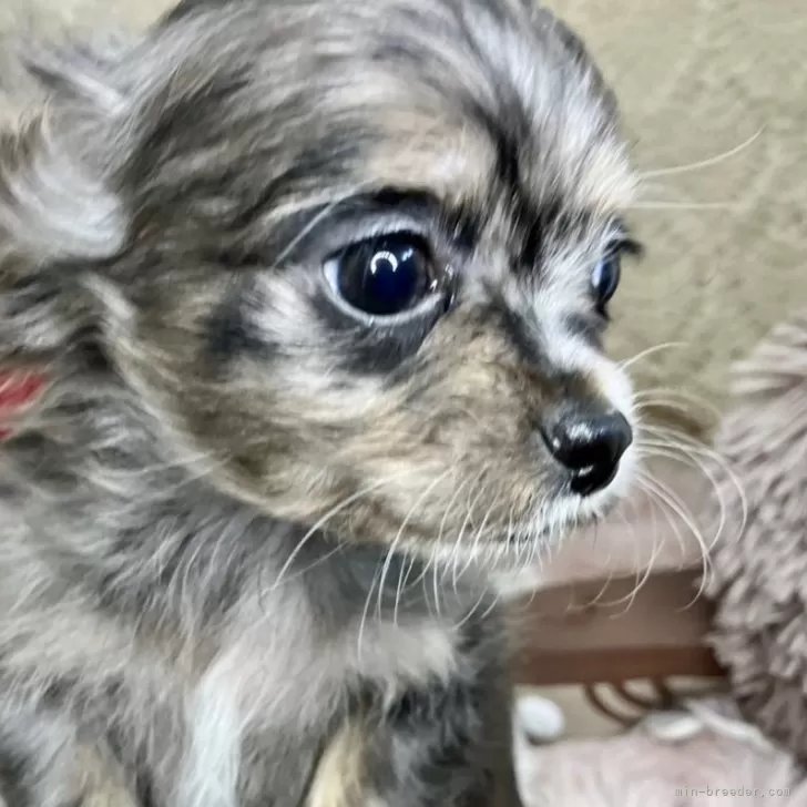 ID：2503-01012の子犬