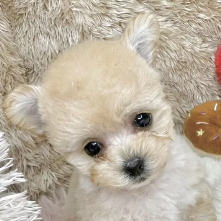 ID：2503-07422の子犬
