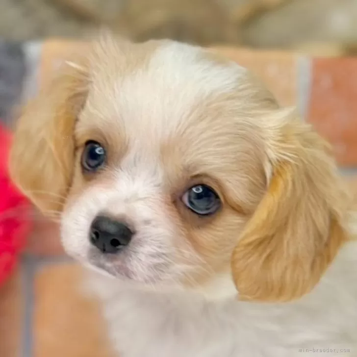 ID：2506-01850の子犬