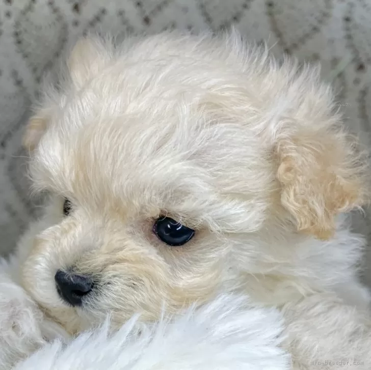 ID:2501-06965の子犬