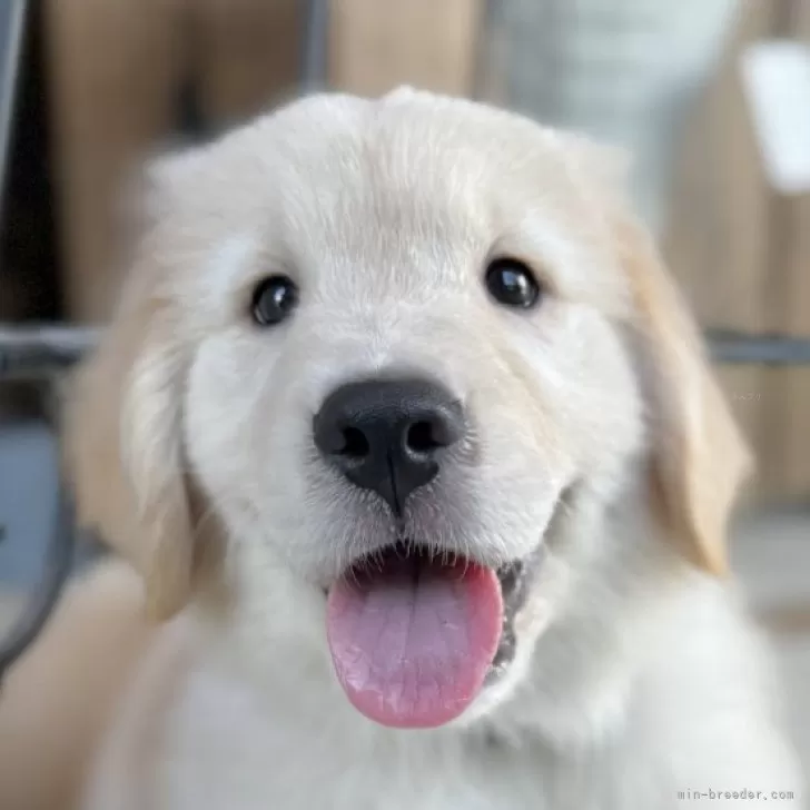 ID：2509-02294の子犬