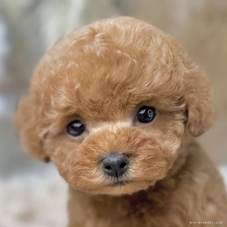 タイニープードル【青森県・女の子・2025年9月13日・レッド】の写真1