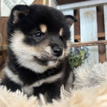 柴犬(標準サイズ)【青森県・女の子・2024年12月31日・黒】の写真「🎖️お父さんが豆柴認定🎖️」
