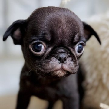 パグ【青森県・男の子・2025年9月19日・ブラック】の写真「愛嬌炸裂❤️‍🔥パグちゃんデビュー🍀」