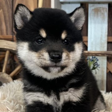 柴犬(標準サイズ)【青森県・男の子・2024年12月31日・黒】の写真「🎖️お父さんが豆柴認定🎖️」