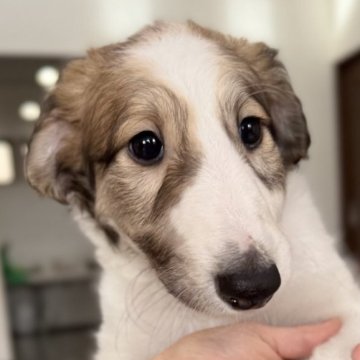 ボルゾイ【青森県・男の子・2025年10月3日・ホワイトアンドレッド】の写真「優しいお顔のボルゾイちゃん！男の子🩵」