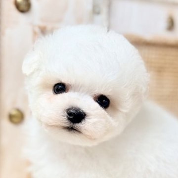 マルビジョン(ビションフリーゼ×マルチーズ)【青森県・女の子・2025年11月1日・ホワイト】の写真「まるで雪だるまのような天使❄️🪽💓」