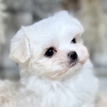 マルチーズ【青森県・男の子・2025年10月14日・ホワイト】の写真「ぬいぐるみのような愛らしさ💞マルちゃん男の子🩵」