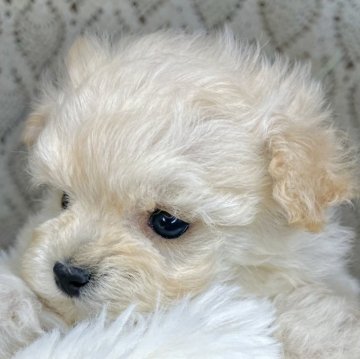 マルプー(トイプードル×マルチーズ)【青森県・女の子・2024年12月6日・アプリコット】の写真「可愛すぎるとっても小さなマルプーちゃん💕」