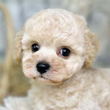 ビションプー(ビションフリーゼ×トイプードル)【青森県・男の子・2025年7月26日・クリーム】の写真「まんまるお目目の可愛いビションプーちゃん💖」