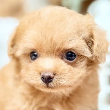 チワプープー(トイプードル×チワプー)【青森県・女の子・2025年10月29日・レッド】の写真「とってもお利口ちゃんな子🍓💕」