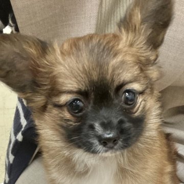 ミックス(チワワ×パピヨン)【青森県・男の子・2025年3月24日・レッドアンドホワイト】の写真「大きなお耳のイケメンなチワパピちゃん💓男の子🌟」