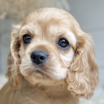 ミックス(キャバリア×アメリカンコッカースパニエル)【青森県・女の子・2025年9月12日・フォーン】の写真「上目遣いがたまらないキャバコッカーちゃん💕」