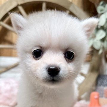 ポメ柴(ポメラニアン×柴犬)【青森県・女の子・2025年10月14日・ホワイト】の写真「今大人気のポメ柴ちゃんデビュー🐻‍❄️💗」