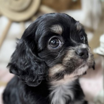 ミックス(チワワ×アメリカンコッカースパニエル)【青森県・男の子・2025年10月31日・ホワイトアンドブラック】の写真「上目遣いが可愛すぎる💕チワコッカーちゃん！」