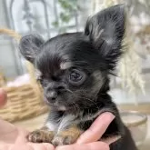 チワワ(ロング)