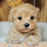 マルプー(トイプードル×マルチーズ)