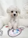 トイプードル(トイ)【青森県・女の子・2024年12月4日・ホワイト】の写真4