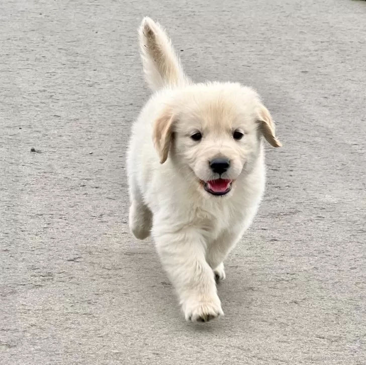 ID：2405-03114の子犬