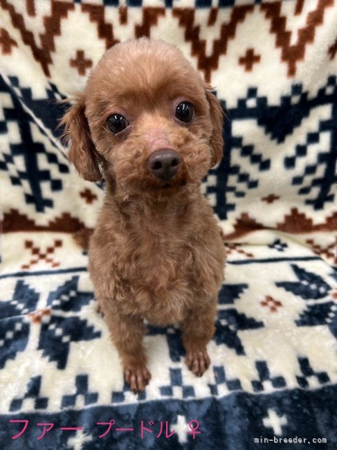 トイプードル【・女の子・2020年10月4日・レッド】