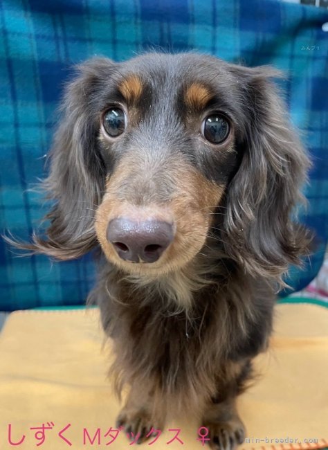 ミニチュアダックスフンド(ロング)【・女の子・2021年10月2日・チョコレートアンドタン】