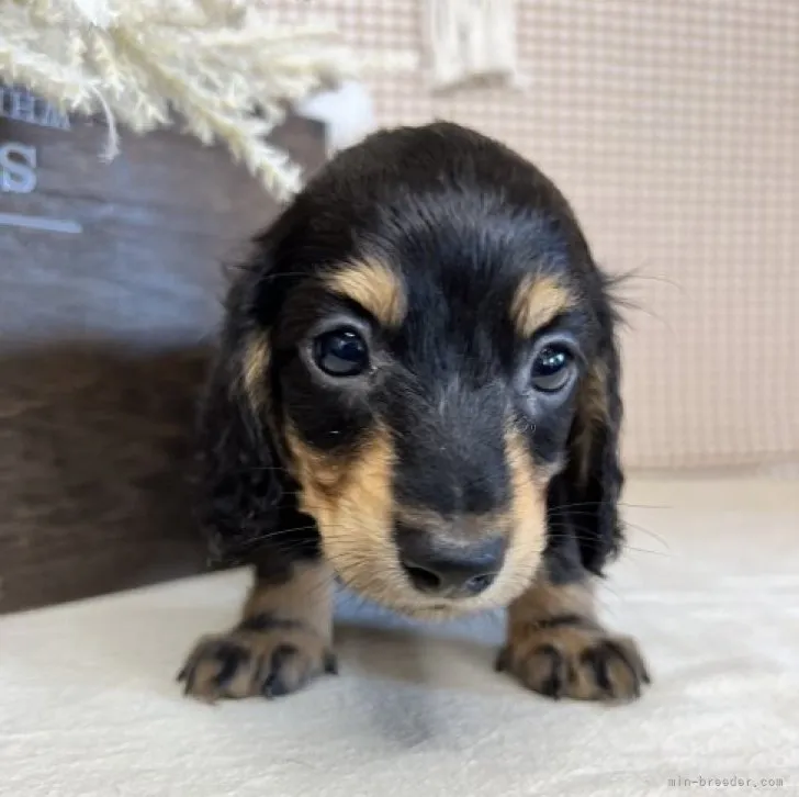 ID：2308-06761の子犬