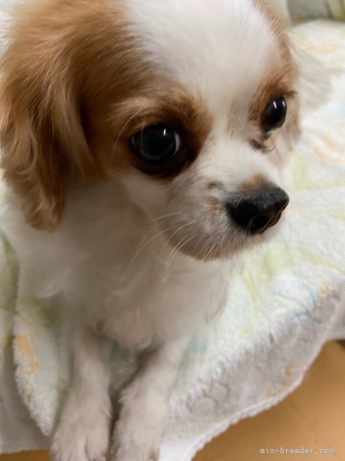 キャバリア【・女の子・2021年1月5日・ブレンハイム】