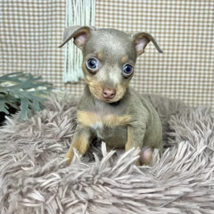 ID:2406-03925の子犬