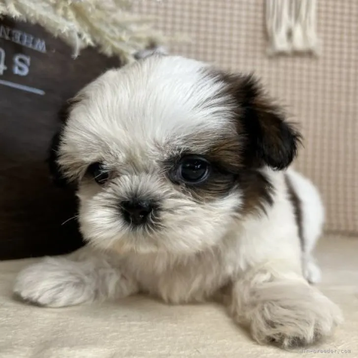 ID：2308-06774の子犬
