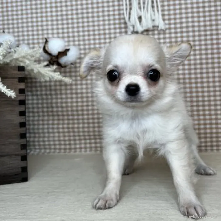 ID：2308-01712の子犬