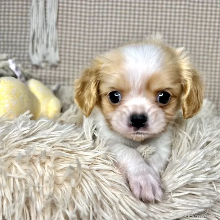 ID：2401-03833の子犬