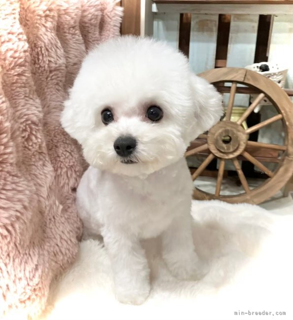 ビションフリーゼ【・男の子・2024年7月20日・ホワイト】