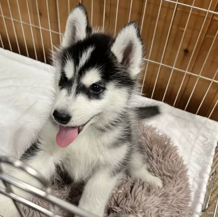 ID：2403-04179の子犬