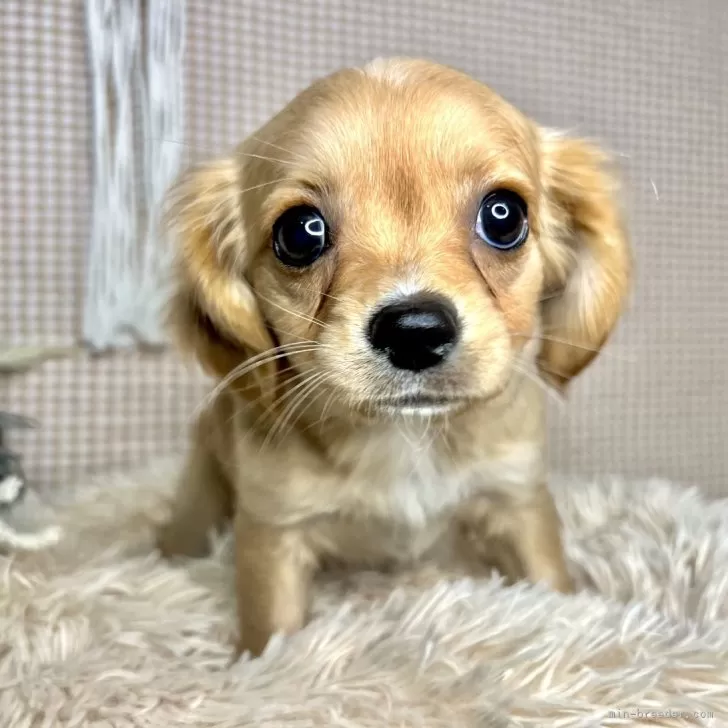 ID：2403-00841の子犬