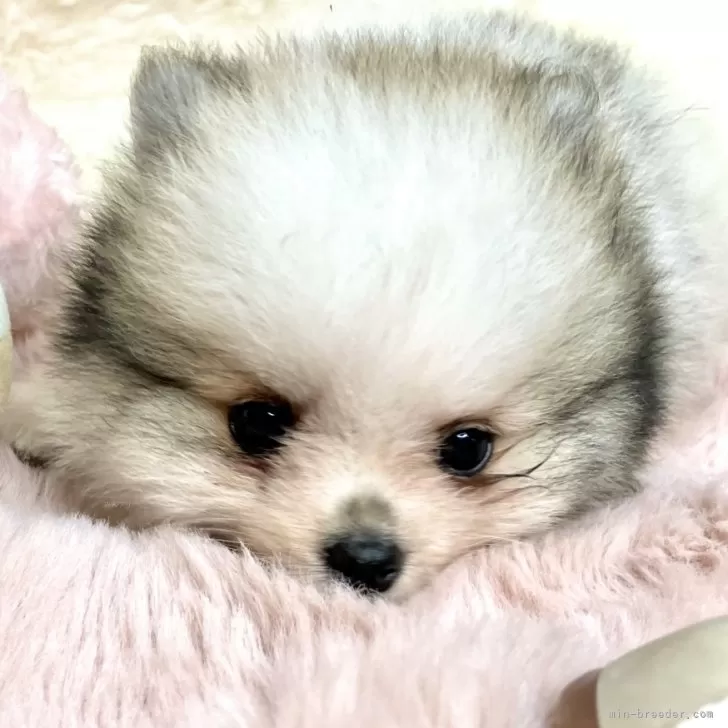 ID:2410-00320の子犬