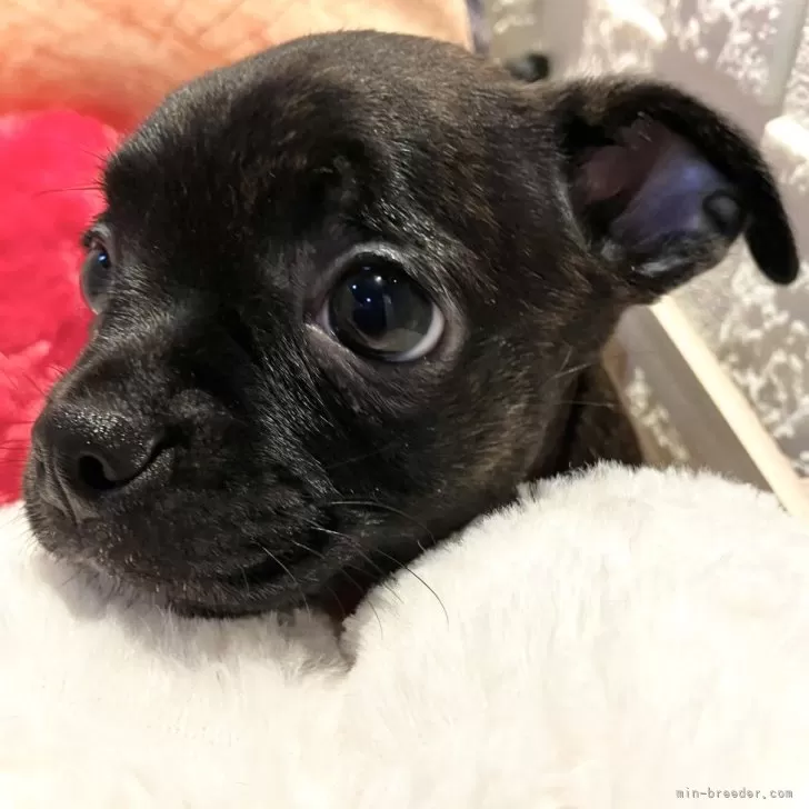 ID：2408-05699の子犬