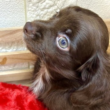 チワックス(チワワ×ダックスフンド)【青森県・男の子・2024年6月14日・チョコレート】の写真「人気のチワックスちゃんです‼️🐶」