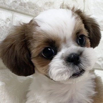 シーズー【青森県・女の子・2024年8月21日・ゴールドアンドホワイト】の写真「とっても元気なシーズーちゃん💓」