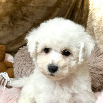ビションフリーゼ【青森県・男の子・2024年7月30日・ホワイト】の写真「美しいお顔のビションちゃん🐶✨」
