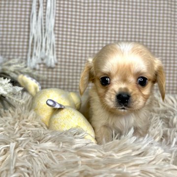 キャバチワ【青森県・男の子・2023年11月30日・フォーン】の写真「トイレトレーニング済み‼️」